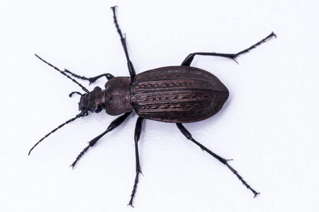 Ground beetle (from the family Carabidae)