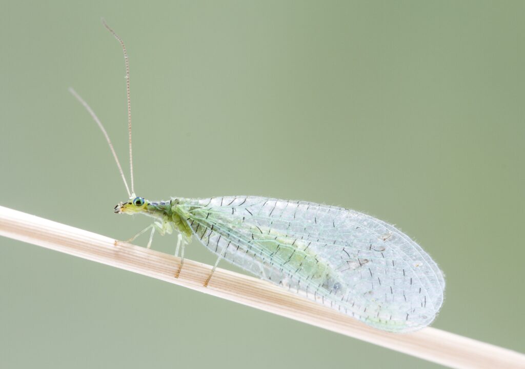 Adult lacewing