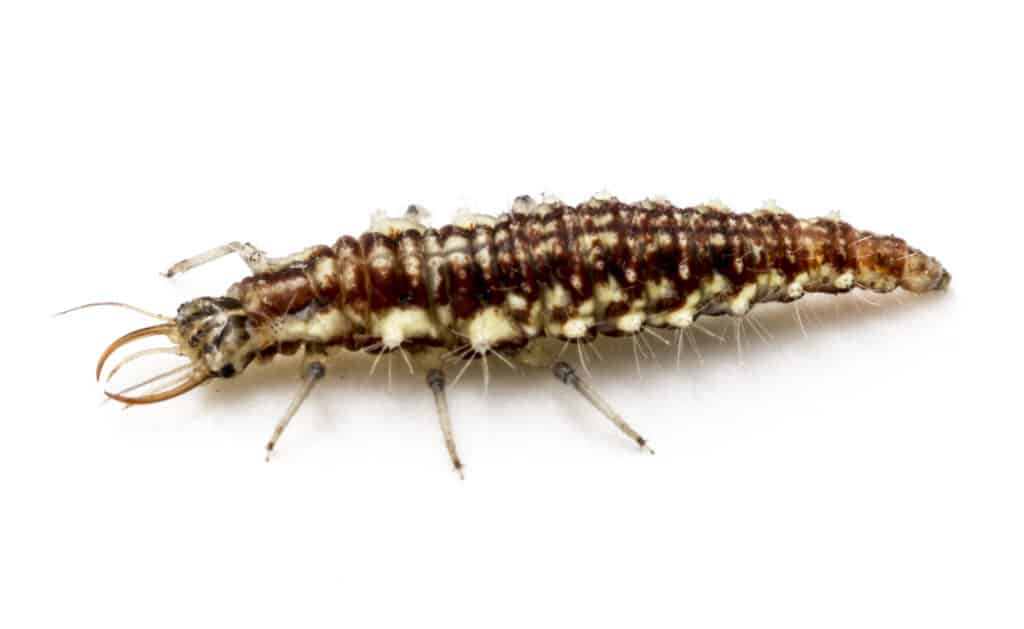 Lacewing nymph