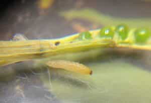 Cabbage seedpod weevil larva