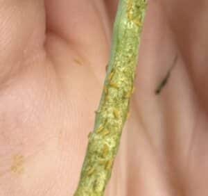 Canola flower midge larvae on the outside of a pod. 