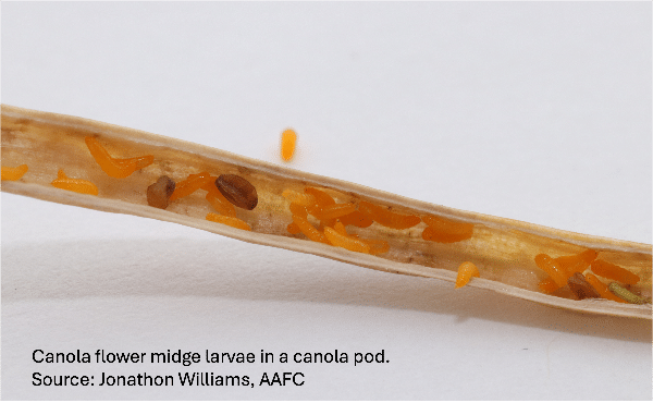 Canola flower midge larvae inside canola pod