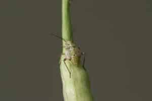 Lygus nymph