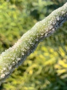 Frost on canola pod