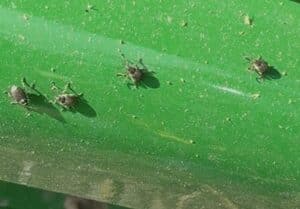 Cabbage seedpod weevil - late season
