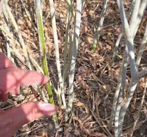 Powdery mildew on canola stem